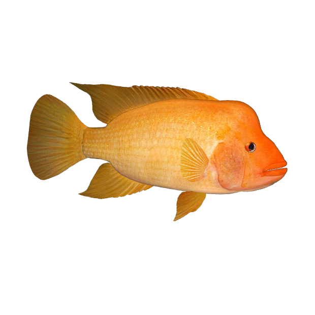 Imagem do peixe Ciclídeo Midas